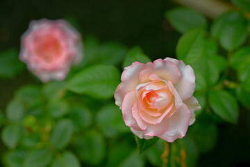 Rose flower with blurred leaves and flower. Copy space and selective focus.
