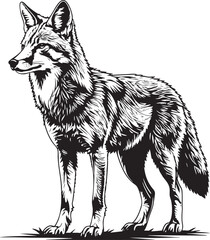 Black and White Coyote Vector Illustration