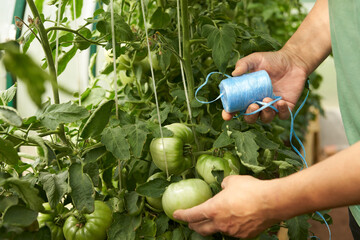 Growing tomatoes in a greenhouse. Tying bushes to the trellis. Male hands with a skein of synthetic...