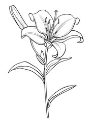 Elegant Lily Flower Coloring Pages – Printable Botanical Art