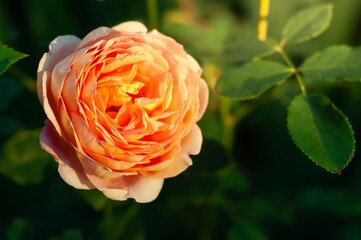 A captivating peach-colored rose blossoms in the garden, bathed in the warm glow of sunlight, petals unfurling in delicate beauty.