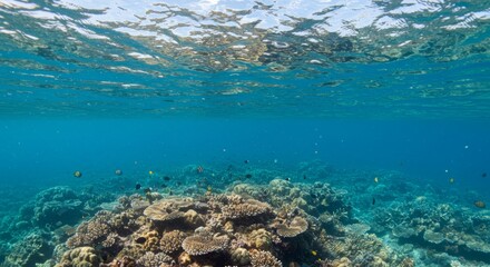 Fototapeta premium Idyllic underwater seascape featuring a vibrant coral reef ecosystem