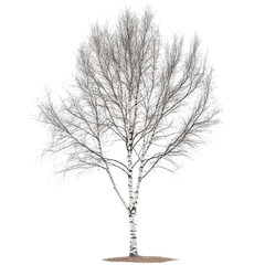 Fototapeta premium A leafless tree stands against a gray background, highlighting its bare branches and stark silhouette.