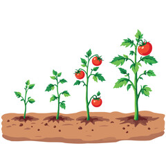 Fototapeta premium Tomato plant growing stages from seed to mature plant