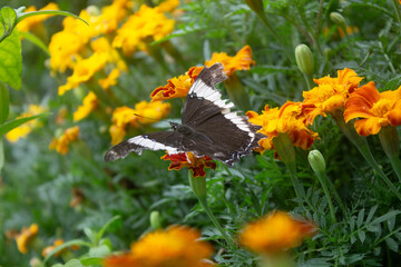Butterfly in Flowers