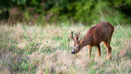 Roe deer buck eating grass while walking in a field. Capreolus capreolus, Sologne, Loiret 45, région Centre Val de Loire, France, European Union, Europe