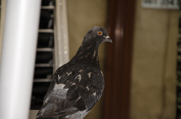 Domestic pigeon Columba livia domestica. Ferrol. A Coruña. Galicia. Spain.