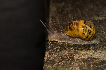 Garden snail Cornu aspersum. A Coruna. Galicia. Spain.