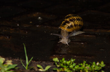 Garden snail Cornu aspersum. A Coruna. Galicia. Spain.