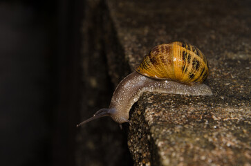 Garden snail Cornu aspersum. A Coruna. Galicia. Spain.