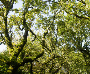 Naklejka premium Trees in La Alameda park. Santiago de Compostela. Galicia. Spain.