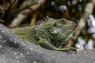 Obraz premium Iguana