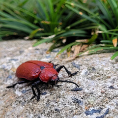 insect in the grass