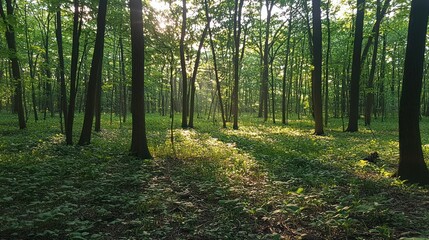 Fototapeta premium Sunlight filtering through a dense forest canopy. Sunlight dappling the forest floor. Lush green trees and undergrowth. 