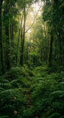Obraz premium Lush rainforest landscape with verdant foliage and filtered sunlight view