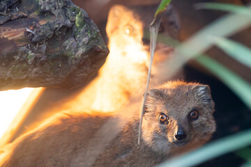 Two yellow mongoose in a den