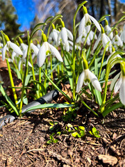 Snowdrop or common snowdrop (Galanthus nivalis) flowers. Snowdrops after the snow has melted. In the forest in the wild in spring snowdrops bloom.
