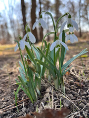 Snowdrop or common snowdrop (Galanthus nivalis) flowers. Snowdrops after the snow has melted. In the forest in the wild in spring snowdrops bloom.