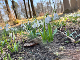 Snowdrop or common snowdrop (Galanthus nivalis) flowers. Snowdrops after the snow has melted. In the forest in the wild in spring snowdrops bloom.