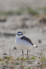 Strandplevier, Kentish Plover, Charadrius alexandrinus on the beach