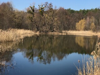 reflection in the water