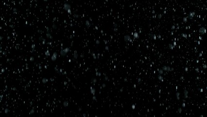 Obraz premium Freeze Motion of Rain - Falling Water Drops Isolated on Black Background