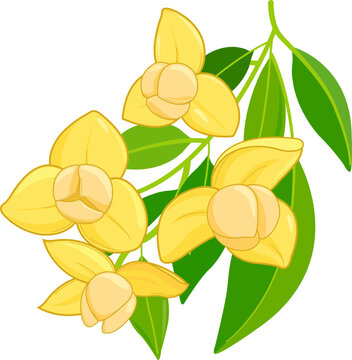 Rumduol flower. Cambodia National flower. Pretty yellow bloom, romduol flower in branch with leaves. Vector illustration