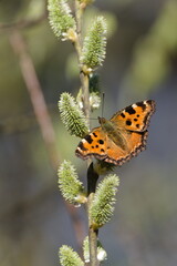 Nymphalis polychloros aka The large tortoiseshell or blackleg tortoiseshell perched on the tree. Orange butterfly from Czech republic.
