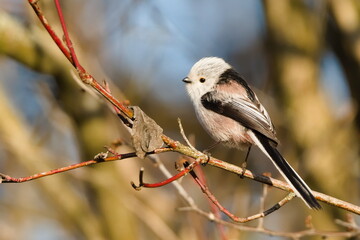 Aegithalos caudatus aka Long-tailed tit or long-tailed bushtit perched on a tree branch. Common bird in Czech republic. Golden hour in spring.