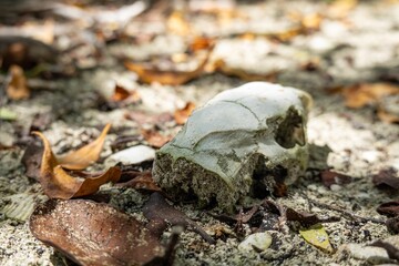 Skull of dead cuban hutia (capromys pilorides) rodent animal in Cuba