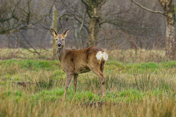Roe Deer standing in field looking 