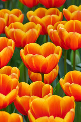 tulip Dafeng, red petals with yellow
