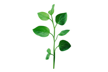 Obraz premium A vibrant green sprout reaching for the sky embodying new beginnings and growth on a contrasting stark black background clean studio light.