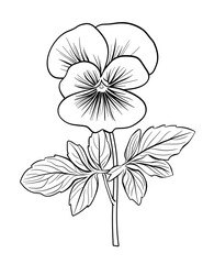 Pansy Flower Coloring Page – Delicate Floral Illustration