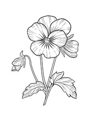 Pansy Flower Coloring Page – Delicate Floral Illustration