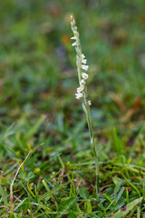 an autumn lady's-tresses (spiranthes spiralis) growing and blooming on a short grassed meadow