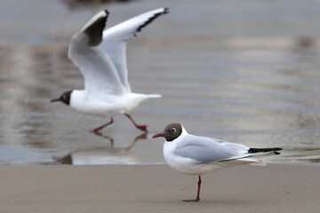 Seagulls in the beach