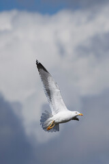 Seagulls in the beach
