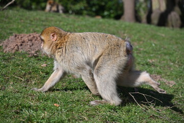A monkey is walking on the grass