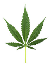 Cannabis leaf, Cannabis or hemp or marijuana green fresh leaf on Png Format and Transparent Background