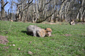 Fototapeta premium A monkey is laying on the grass in a field