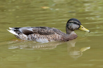 swimming adult male mallard, (anas platyrhynchos) in eclipse plumage