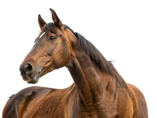 horse on white background