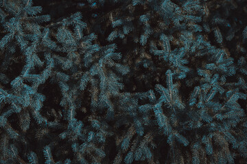 Firtree close-up, dark texture or background