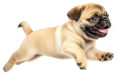 Obraz premium PNG Pug puppy running pug happy dog.