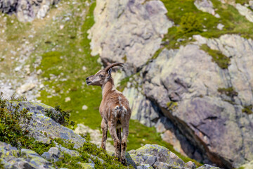 Obraz premium Mountain goat, ibex in the Alps. Alpine mammals in the wild nature on the top of the mountain among green bushes and grass. Big male and female mountain goat in the natural environment in the Alps