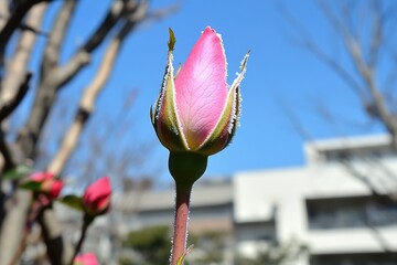 A pink rosebud, slightly frosted, about to bloom, set against a clear blue sky and blurred cityscape background