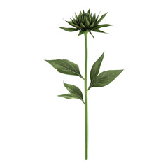 Fototapeta premium Echinacea Isolated on transparent Background