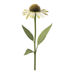 Echinacea Isolated on transparent Background