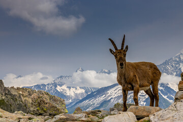 Obraz premium Mountain goat, ibex in the Alps. Alpine mammals in the wild nature on the top of the mountain among green bushes and grass. Big male and female mountain goat in the natural environment in the Alps